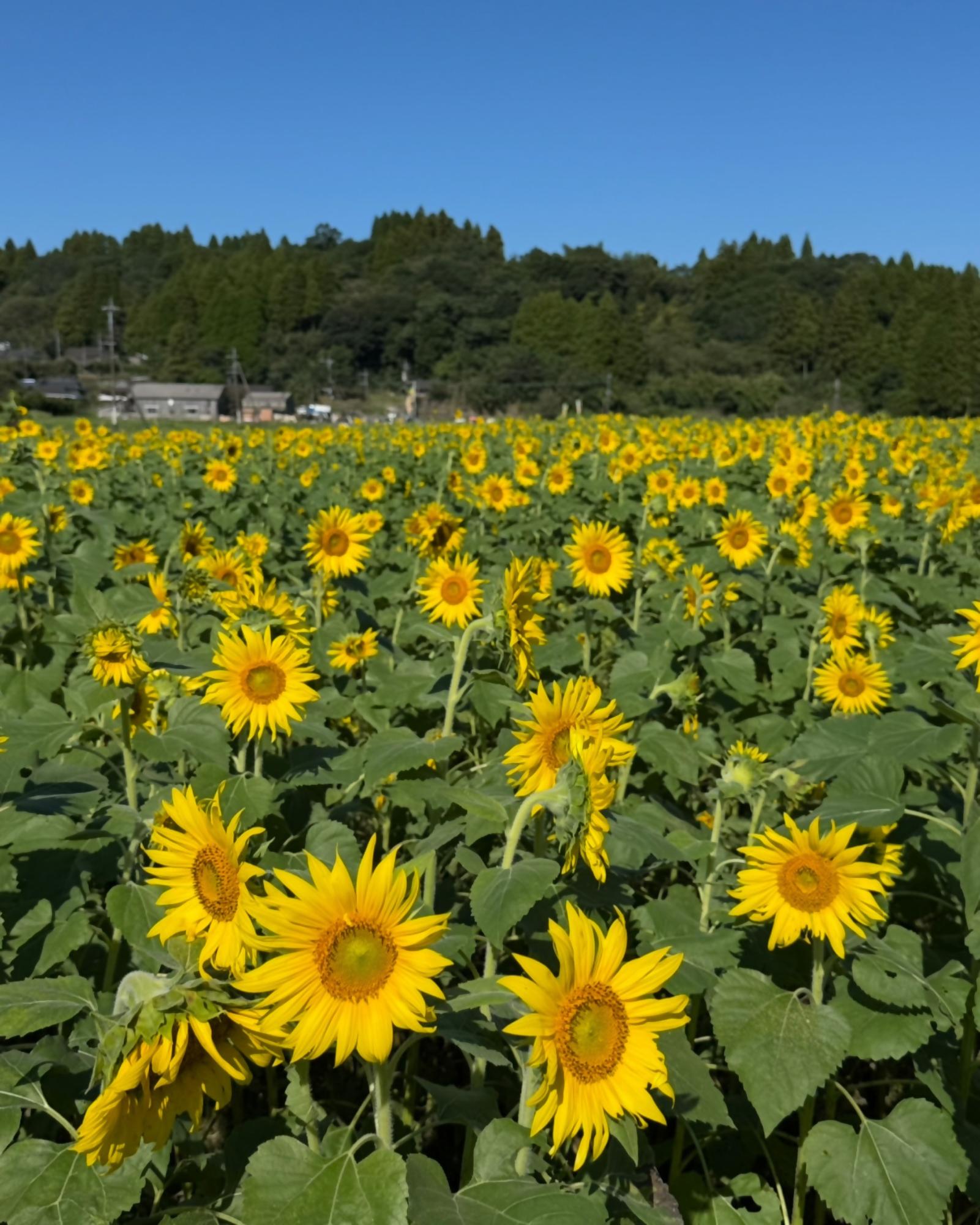 大久保のひまわり