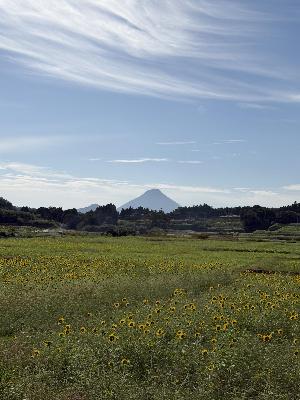 淵別府のひまわりと開聞岳
