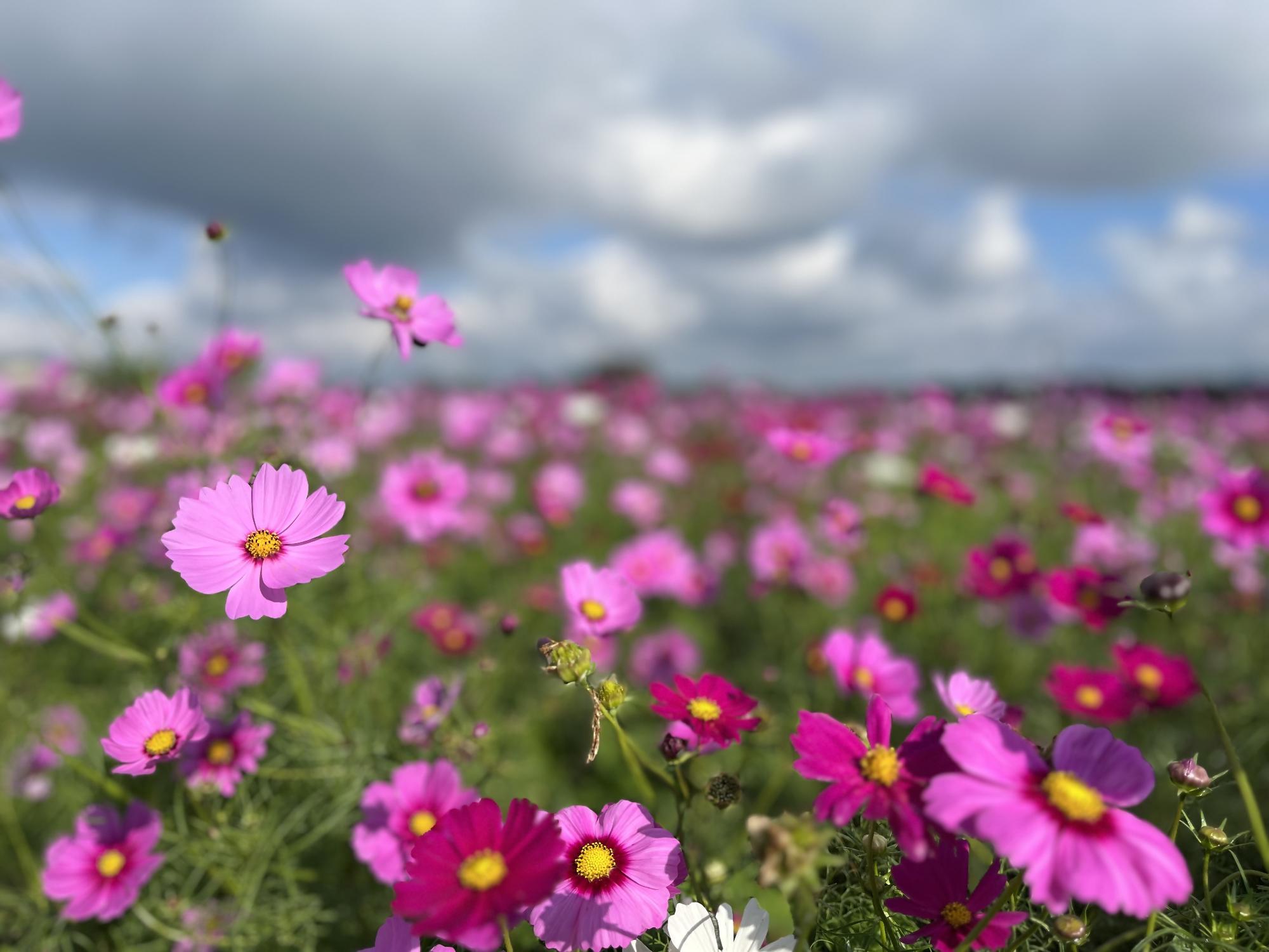 塗木のコスモス写真
