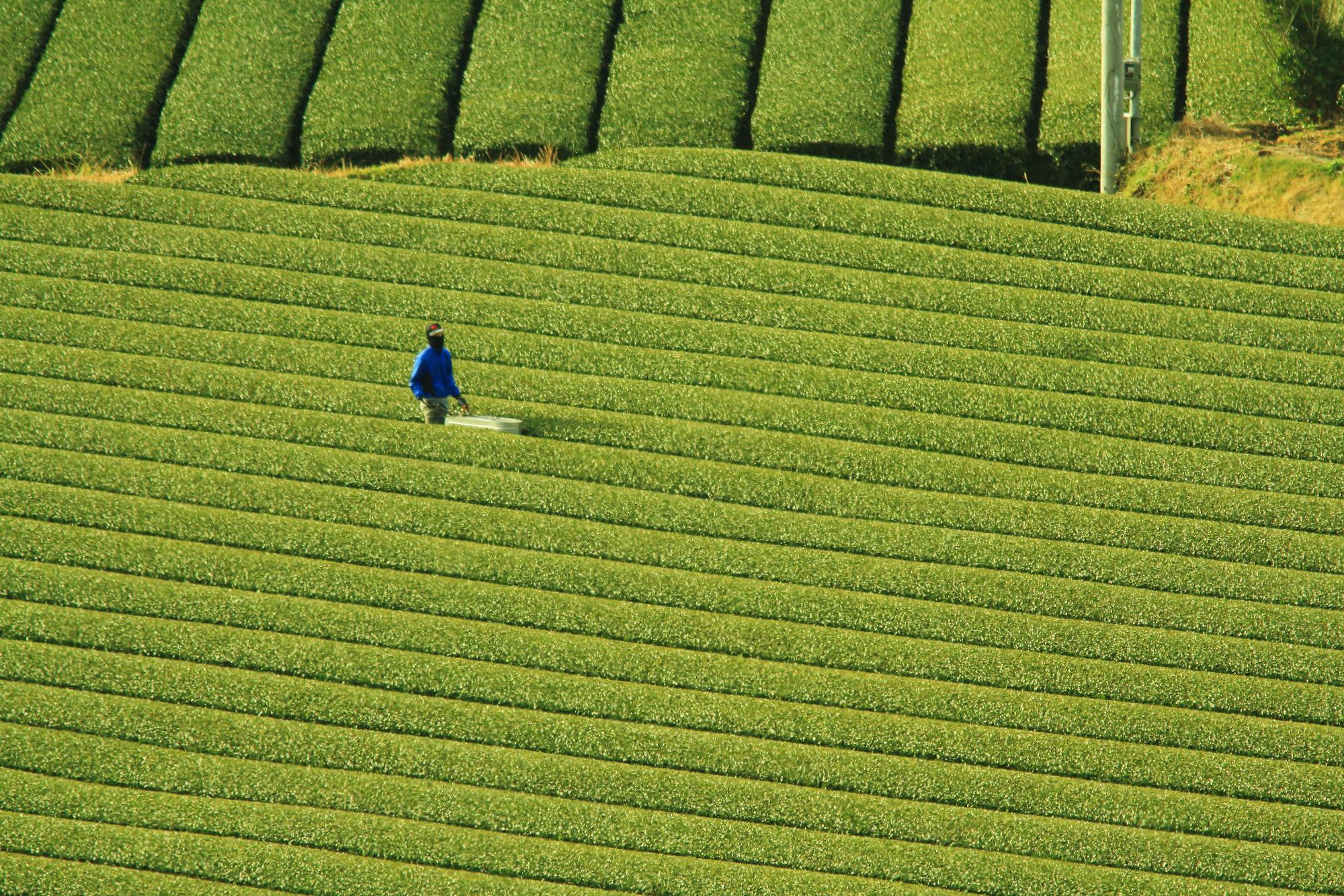 塗木の茶畑