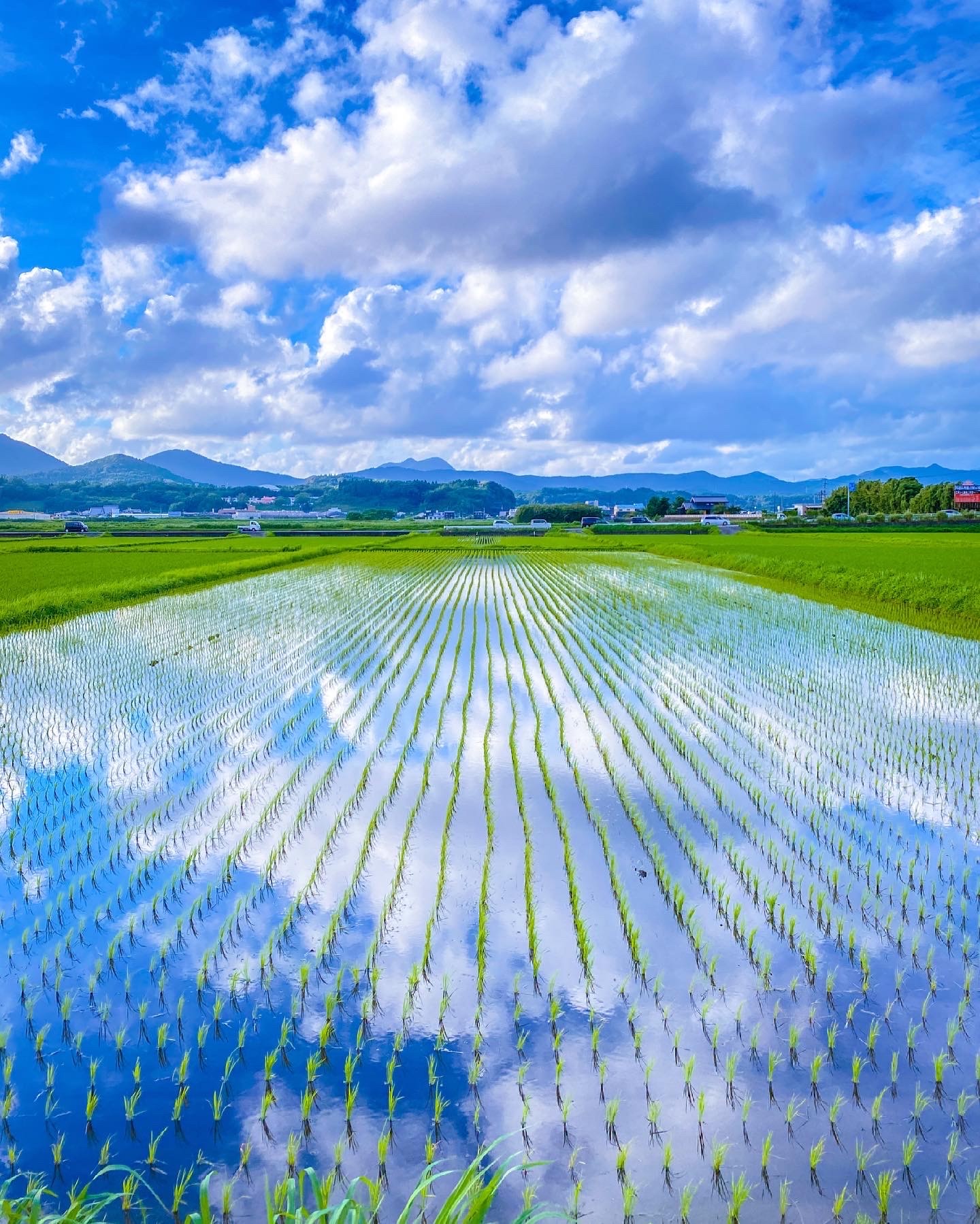 小野の水田
