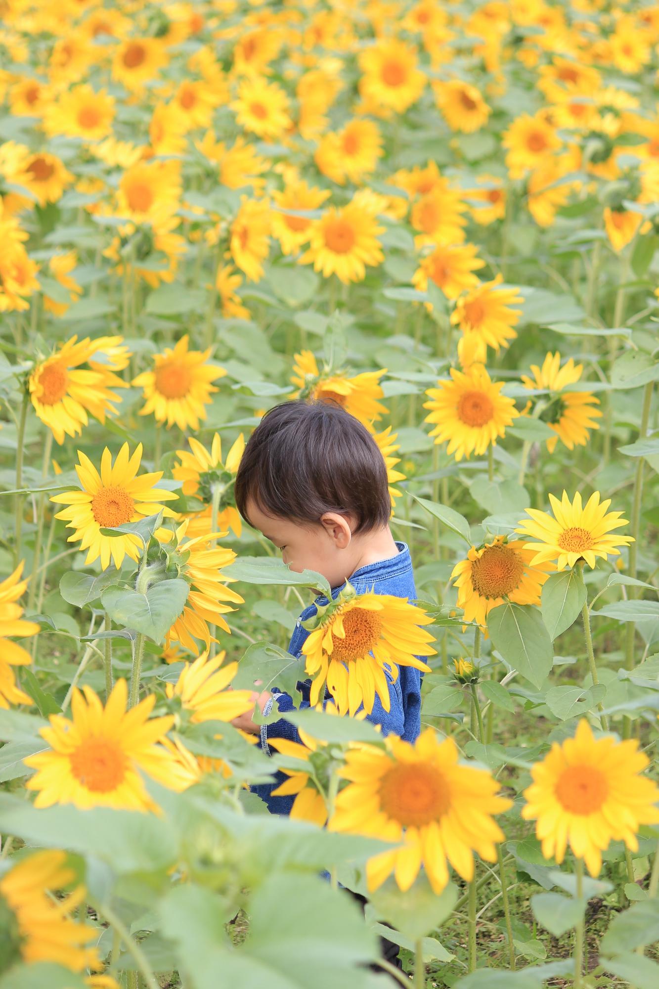 大久保ひまわり畑