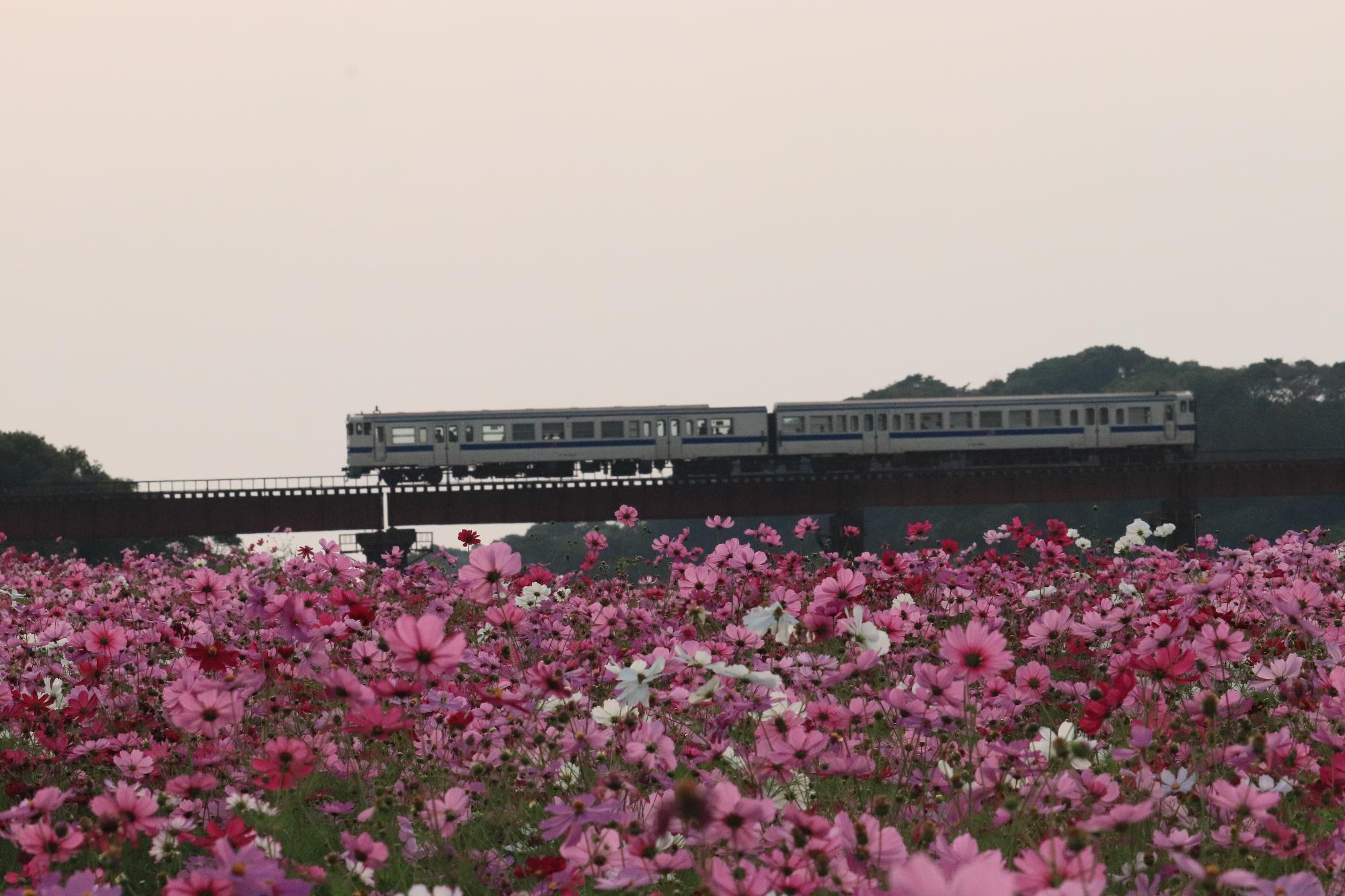 頴娃町郡コスモス畑