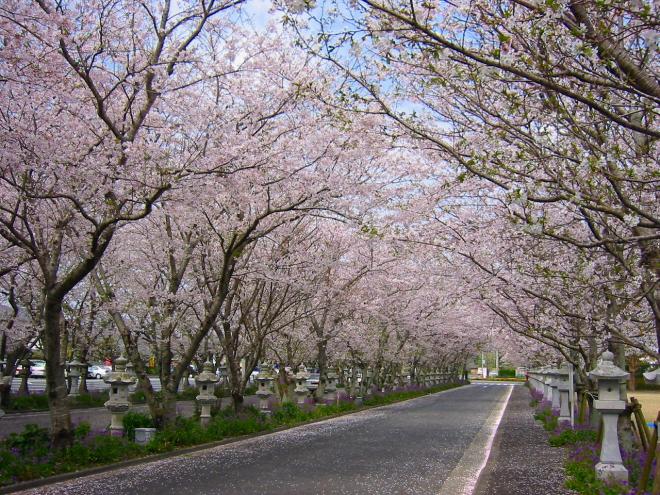 道の両脇に桜が咲き、花びらが道に落ち雪のように積もり始めている写真