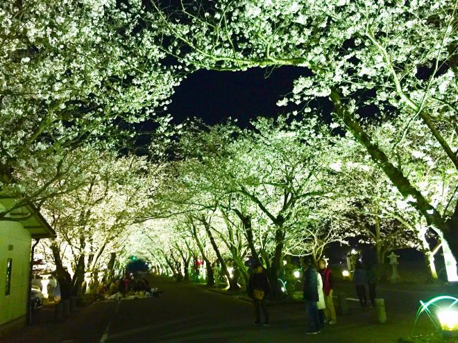 ライトアップされた桜の木を眺めている方や、桜の木の下でお花見をしている方々の写真