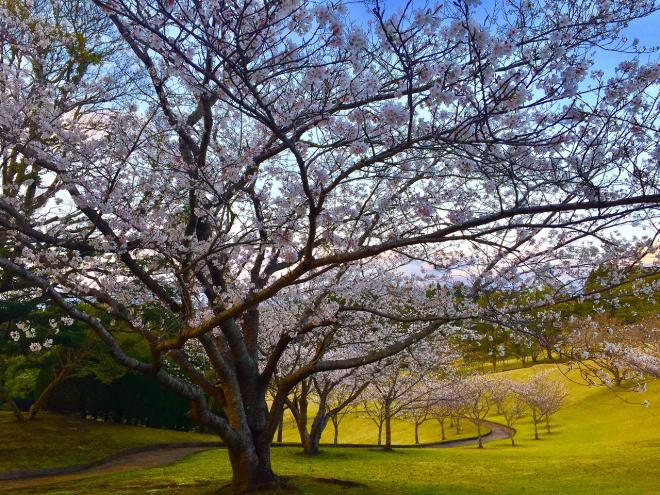 遊歩道に沿って植えられた桜の道が奥に続いている写真