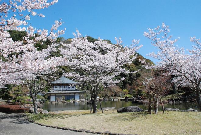 小さな池の畔に桜の花が咲いており、奥に銀閣寺を思わせる2階建ての建物がある写真