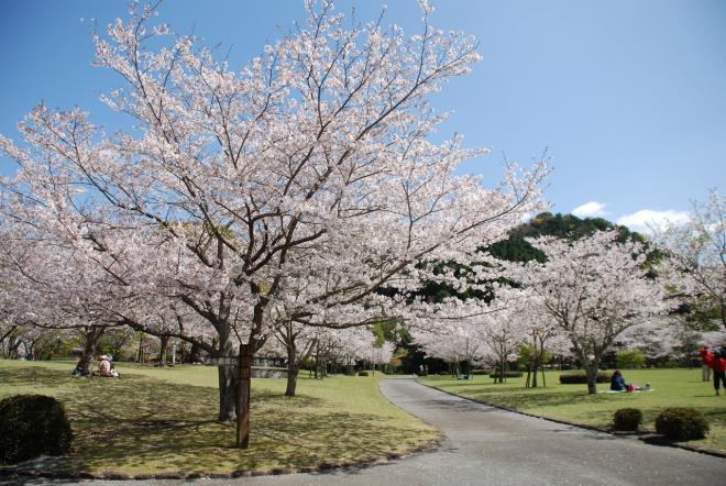 遊歩道の両脇に桜が植えられ、桜の下でレジャーシートを敷いてお花見をしている方々の写真