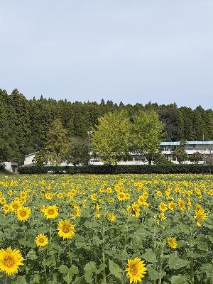 田代地区ひまわり