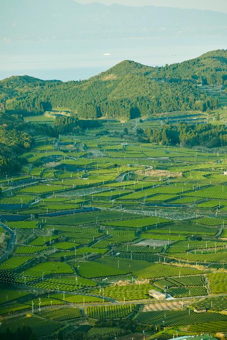 大野岳周辺の茶畑
