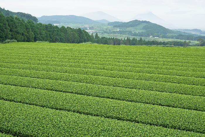 頴娃の茶畑