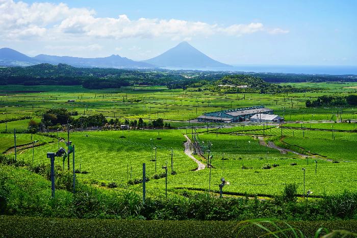 茶ばっけん丘からの風景