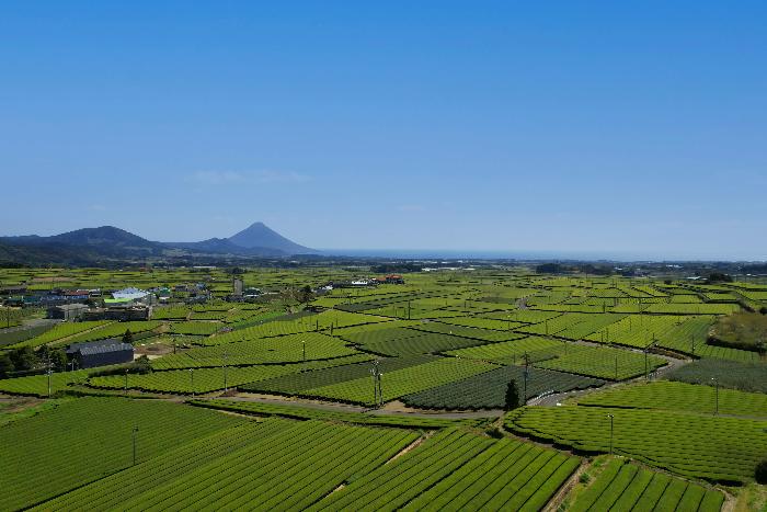 茶畑と開聞岳